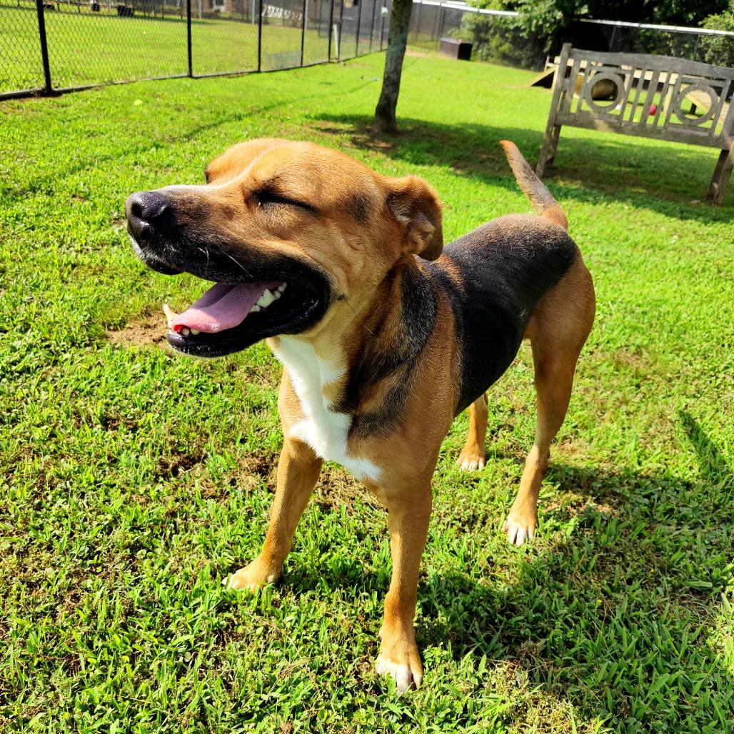 Chevy, Adoptable, Adult Male Mixed Breed.