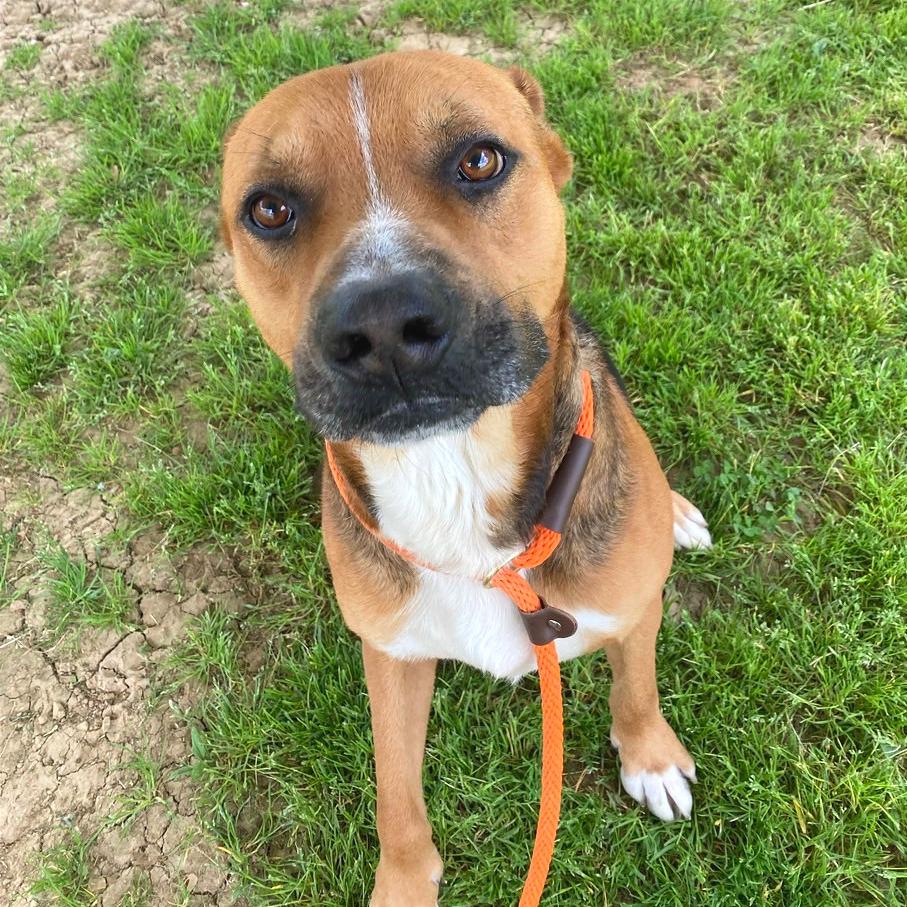 Enlarge Chevy, a Adoptable Mixed Breed in Chattanooga, TN image 2/6