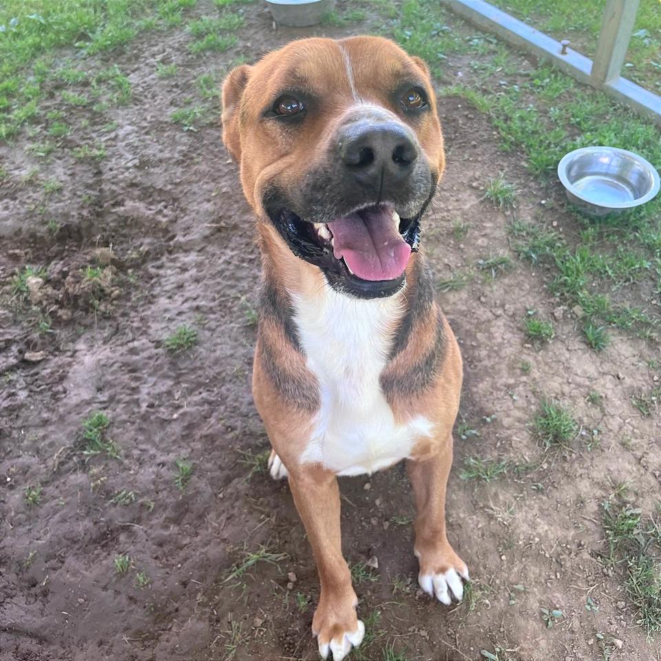 Enlarge Chevy, a Adoptable Mixed Breed in Chattanooga, TN image 3/6