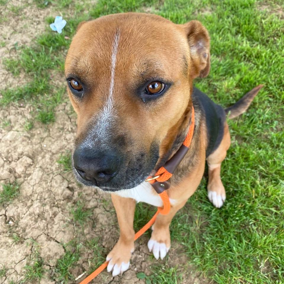 Enlarge Chevy, a Adoptable Mixed Breed in Chattanooga, TN image 4/6