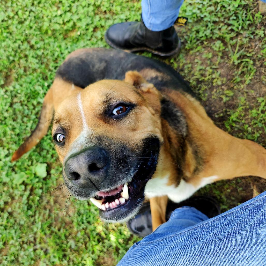 Enlarge Chevy, a Adoptable Mixed Breed in Chattanooga, TN image 5/6