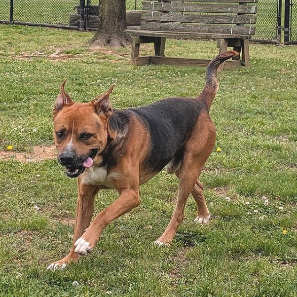 Enlarge Chevy, a Adoptable Mixed Breed in Chattanooga, TN image 6/6