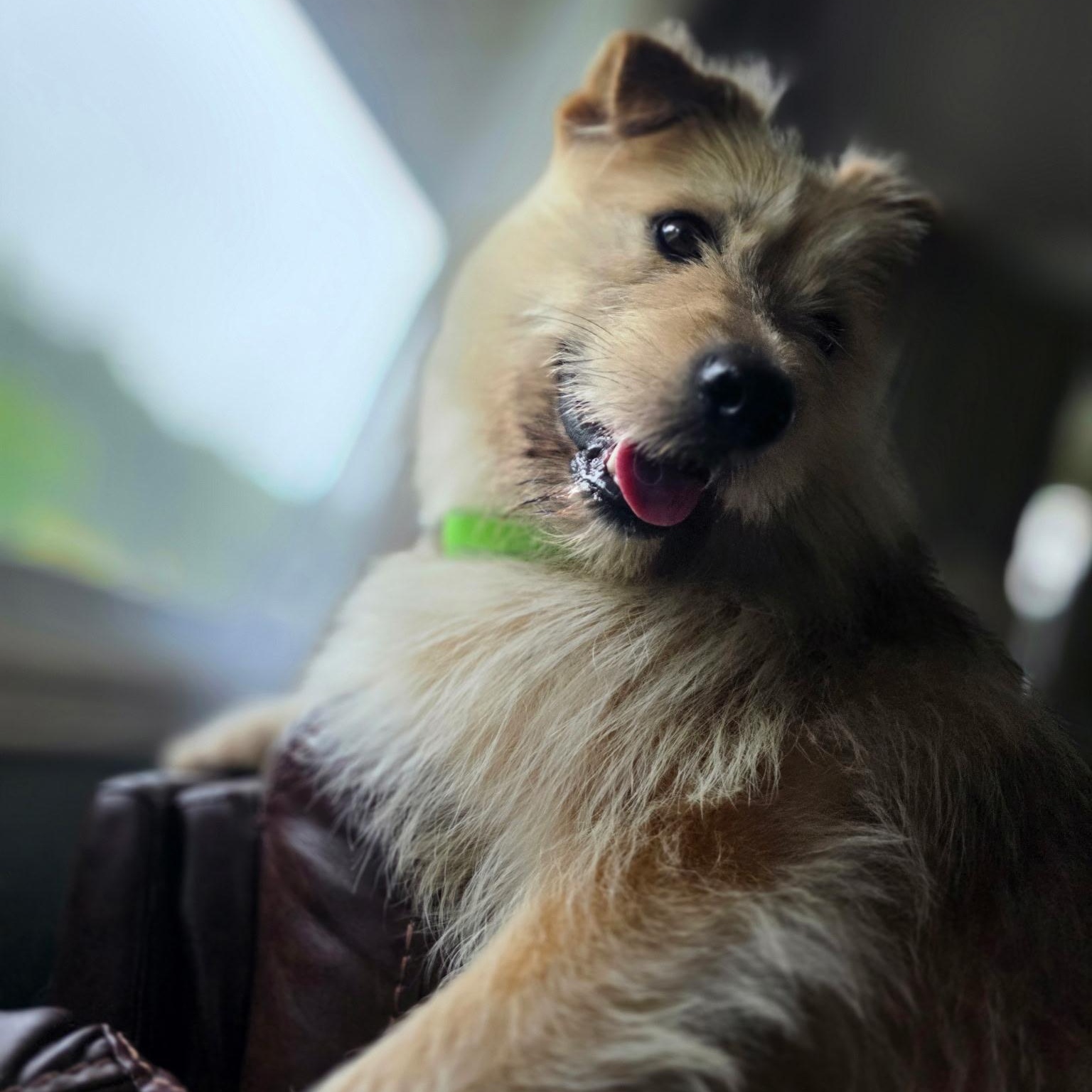 Enlarge Roy, a Adoptable mixed breed in Brantford, ON image 2/5