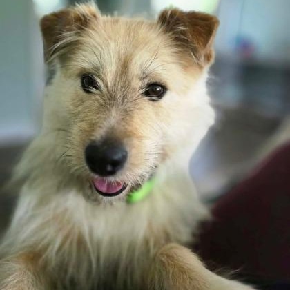 Roy, Adoptable, Young Male Terrier & Husky.