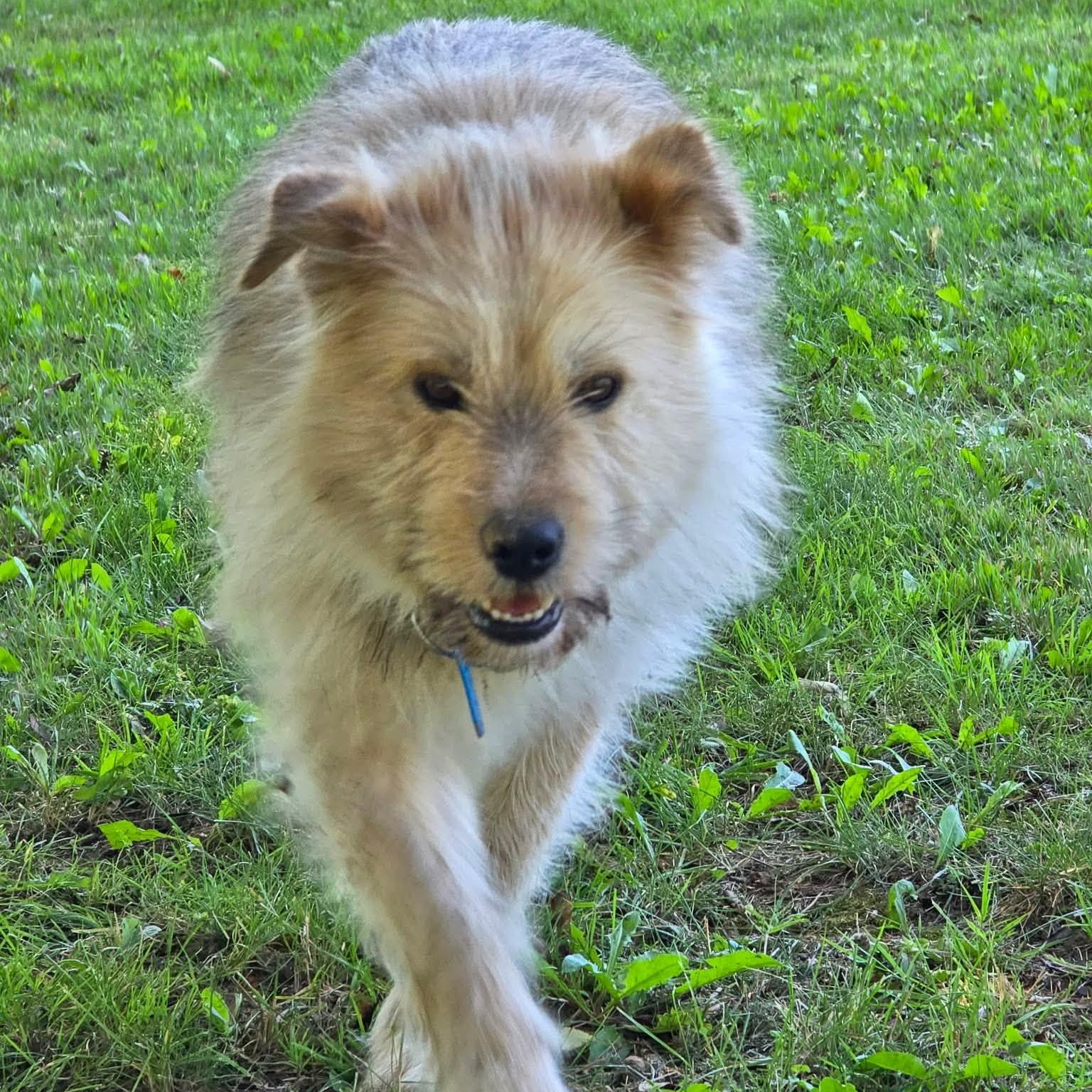 Enlarge Roy, a Adoptable mixed breed in Brantford, ON image 5/5