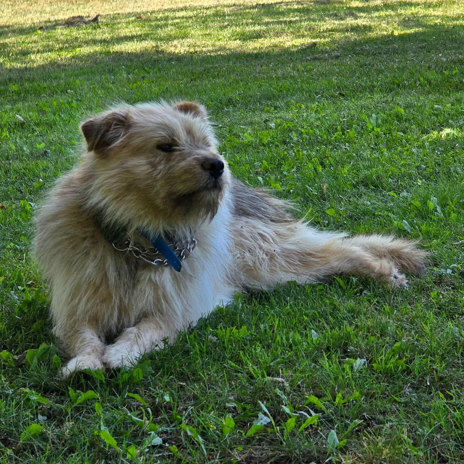 Enlarge Roy, a Adoptable mixed breed in Brantford, ON image 3/5