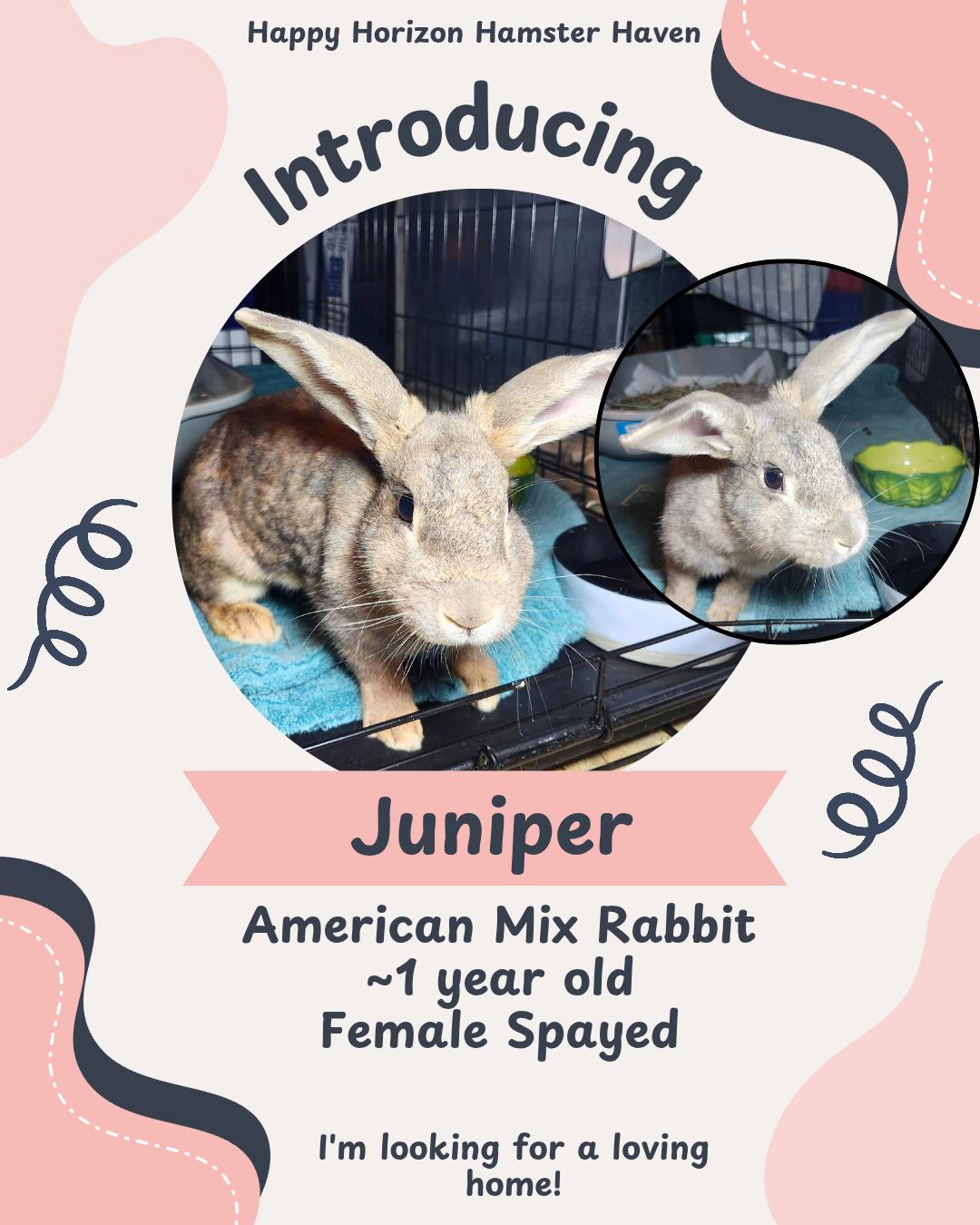 Juniper