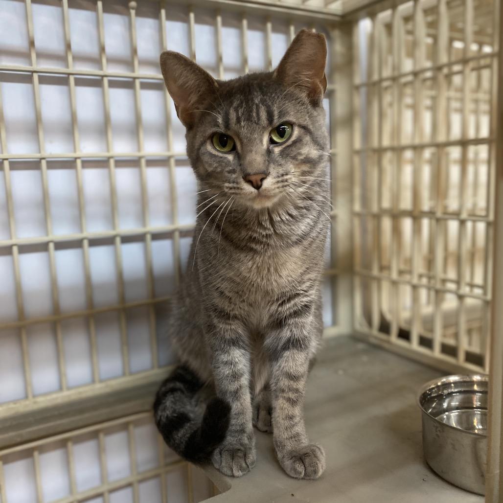 Slate, Adoptable, Adult Male Domestic Short Hair.