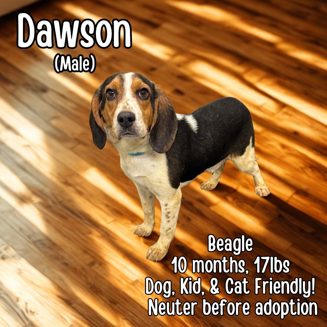 Dawson , ADOPTABLE, Young Male Beagle.