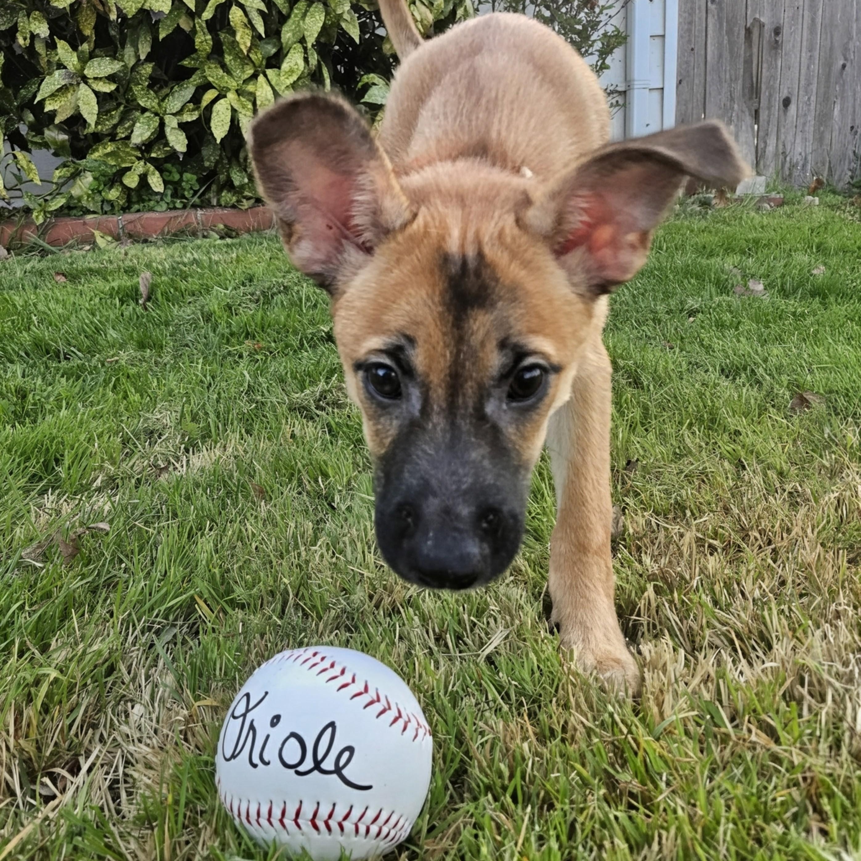 Enlarge Oriole, a Adoptable mixed breed in Annapolis, MD image 4/4