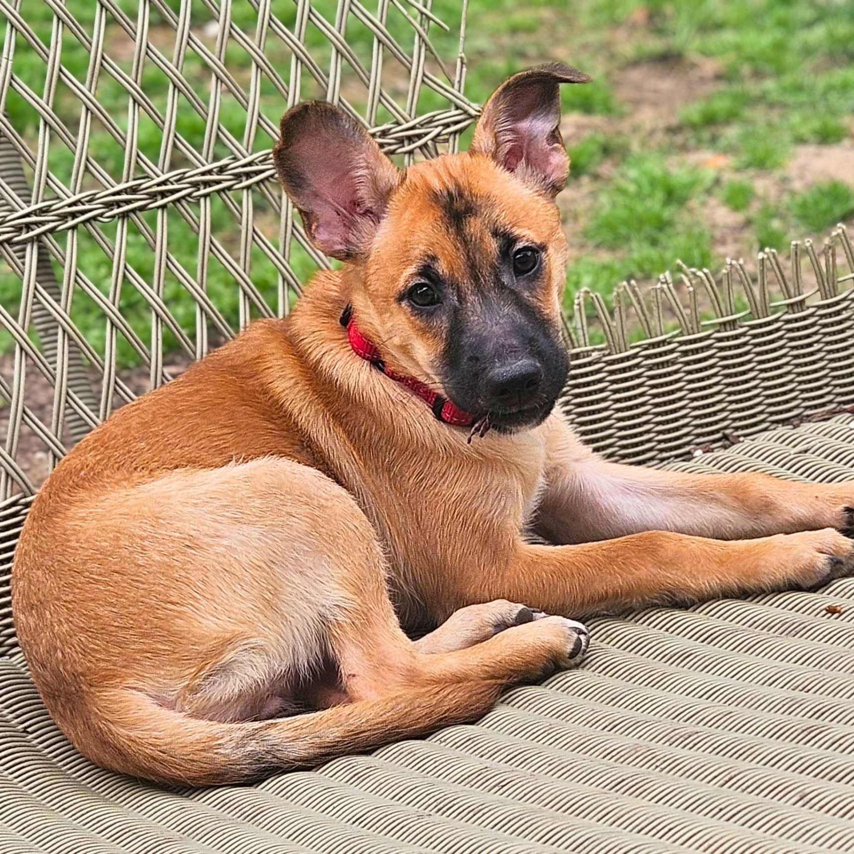 Enlarge Oriole, a Adoptable mixed breed in Annapolis, MD image 2/4