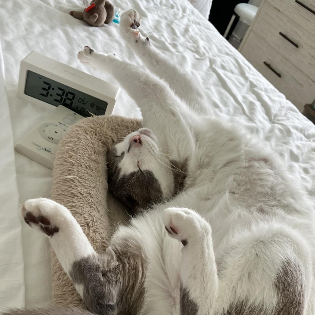 River, Adoptable, Senior Male Domestic Short Hair & Siamese.