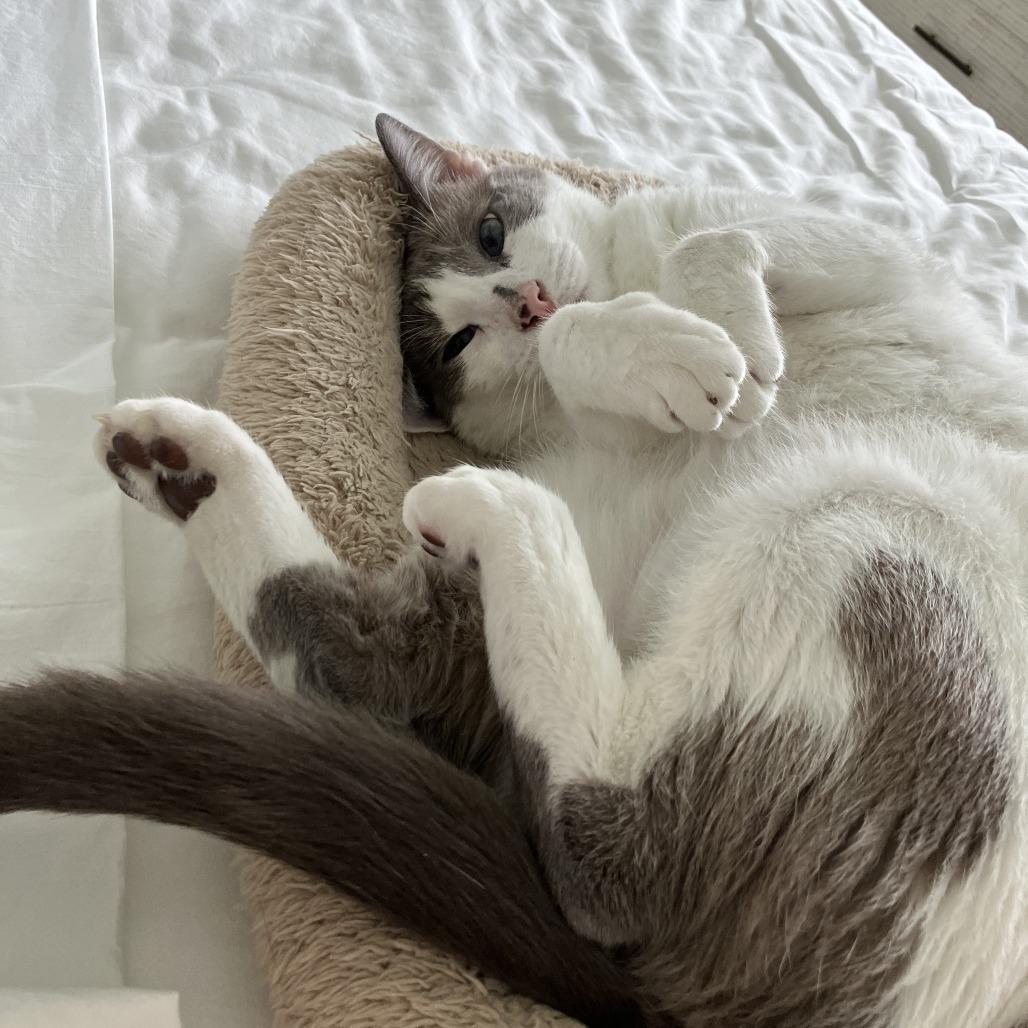 Enlarge River, a Adoptable mixed breed in Jupiter, FL image 2/6