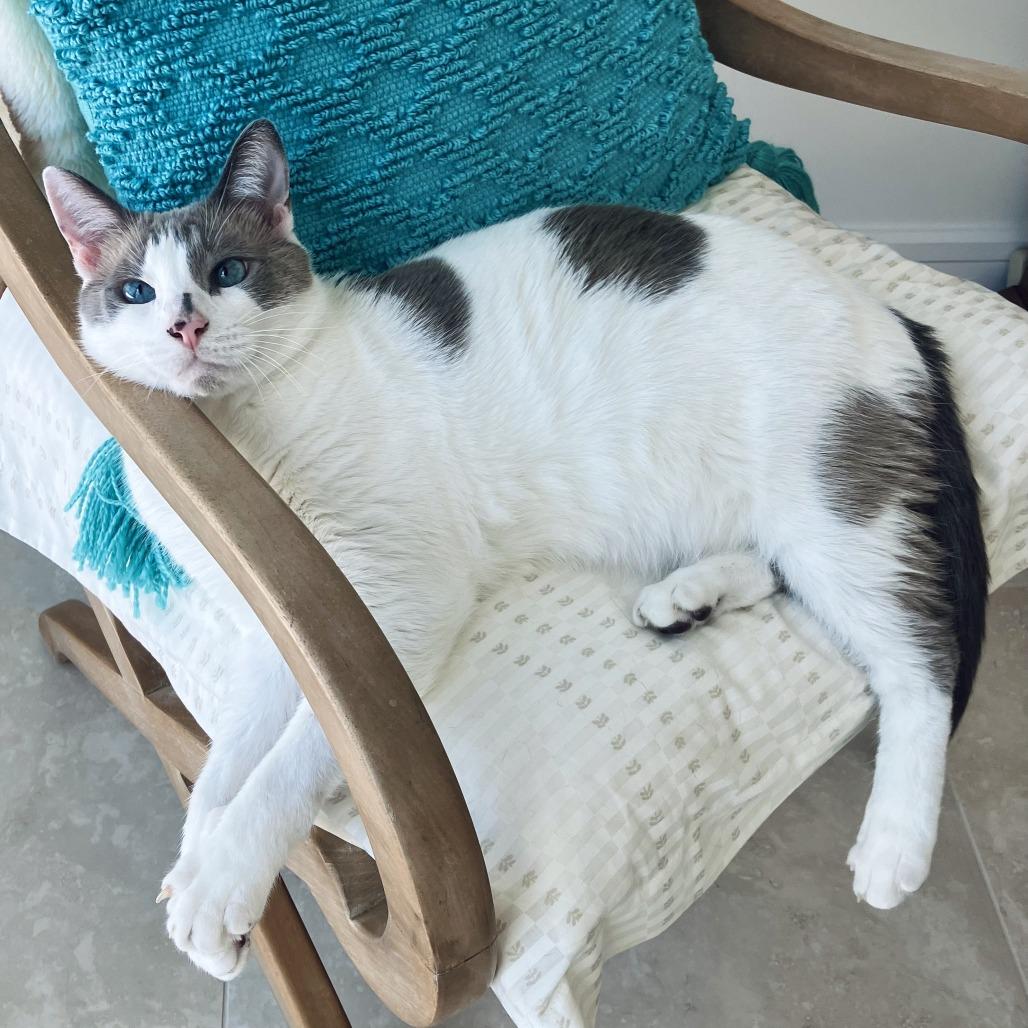 Enlarge River, a Adoptable mixed breed in Jupiter, FL image 3/6