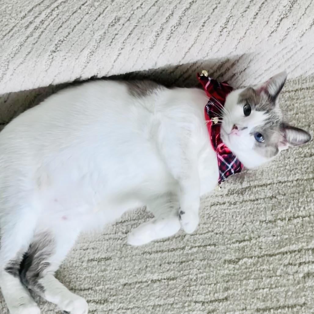 Enlarge River, a Adoptable mixed breed in Jupiter, FL image 4/6