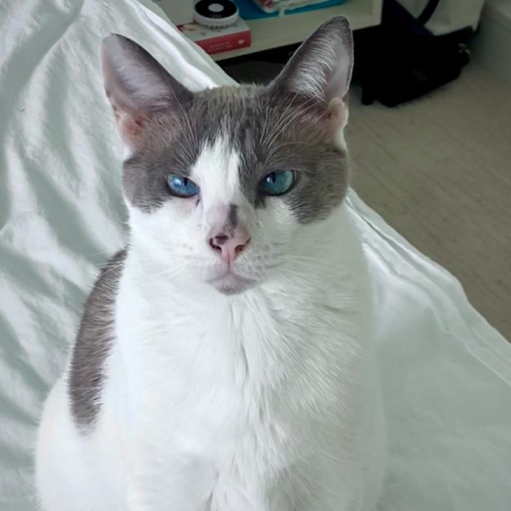 Enlarge River, a Adoptable mixed breed in Jupiter, FL image 5/6