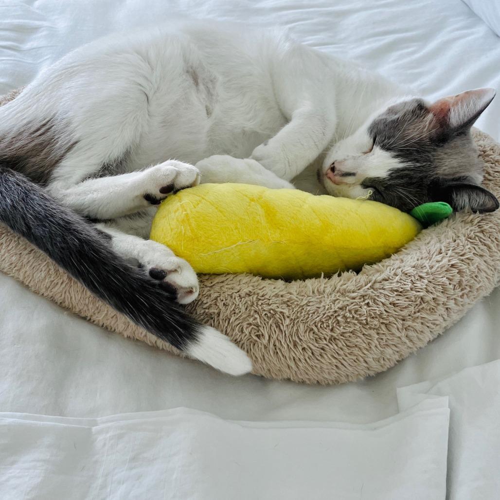 Enlarge River, a Adoptable mixed breed in Jupiter, FL image 6/6