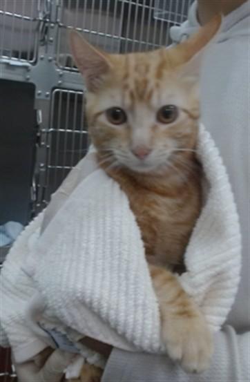 MARCO, Adoptable, Kitten Male Domestic Short Hair.