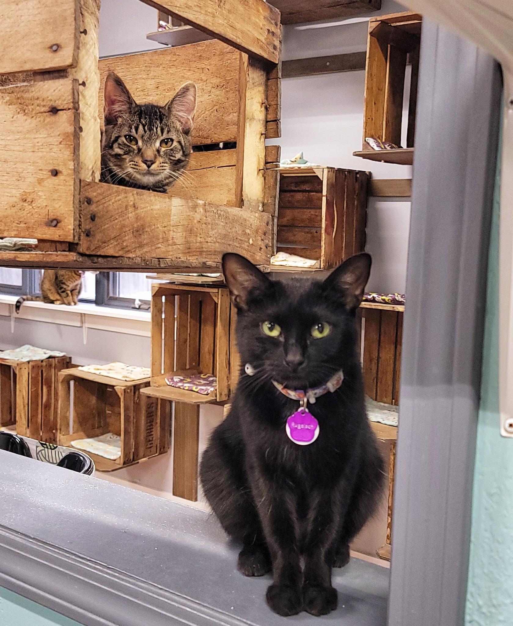 Bob (part of a bonded trio)