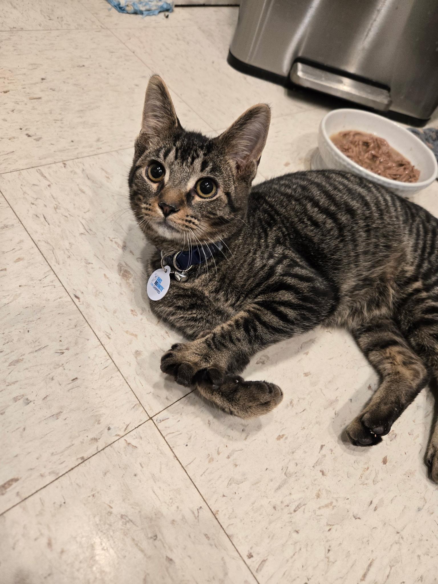 Bob (part of a bonded trio)