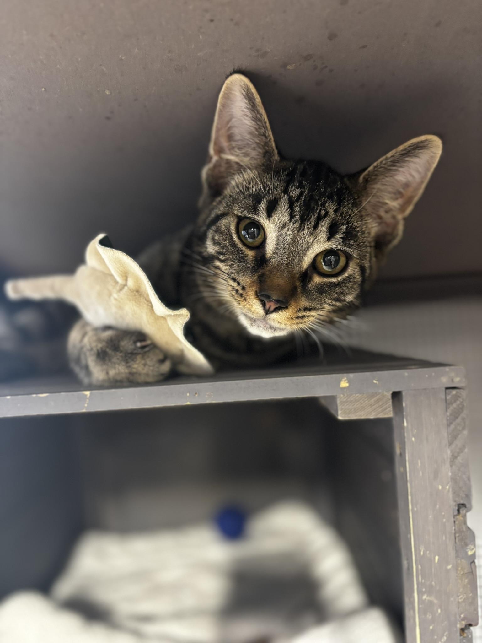 Bob (part of a bonded trio)