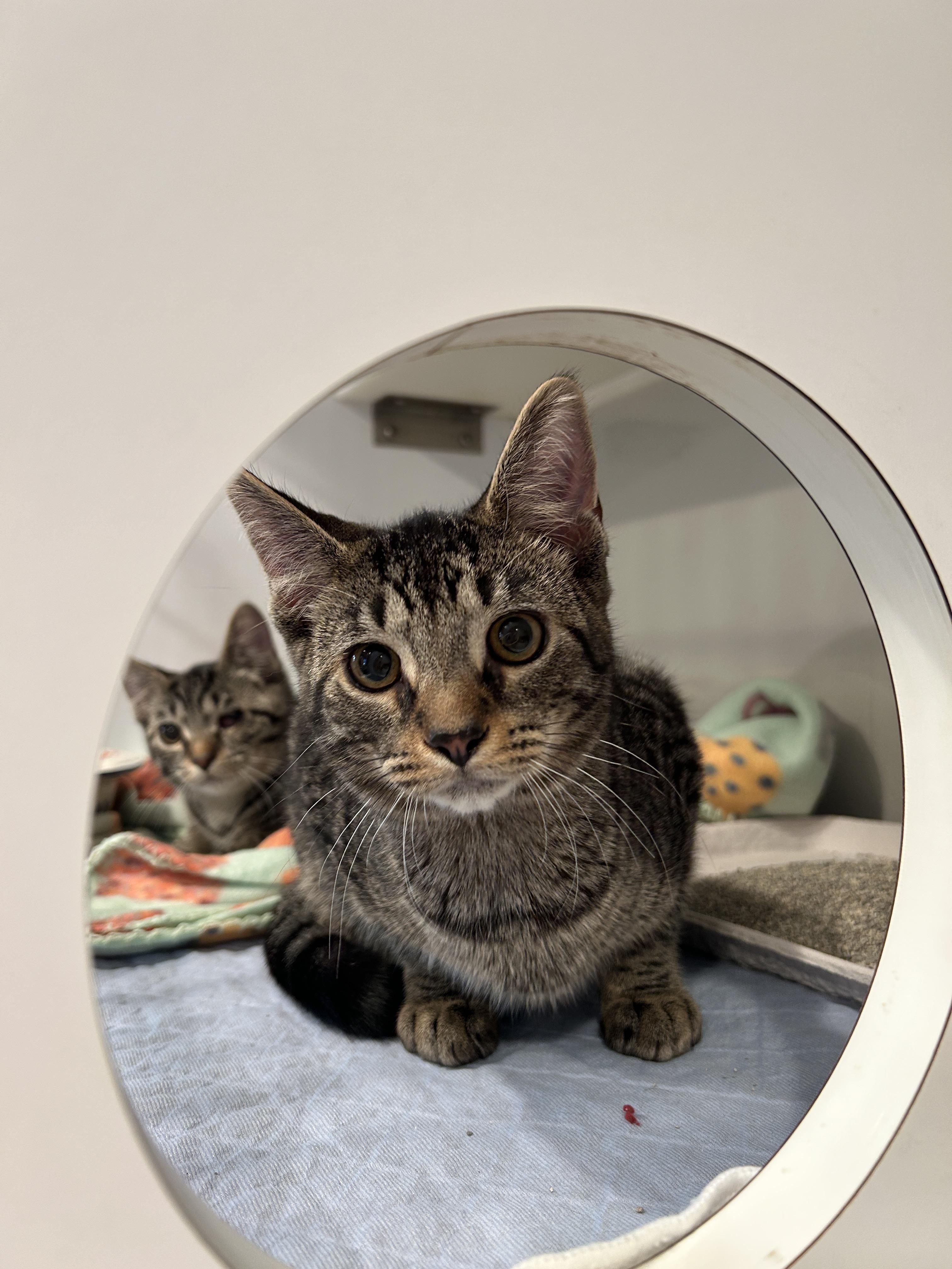 Bob (part of a bonded trio)