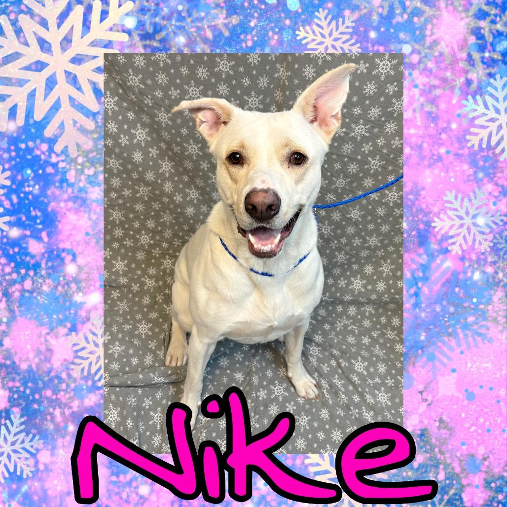 Nike, Adoptable, Adult Female Yellow Labrador Retriever & Shepherd.