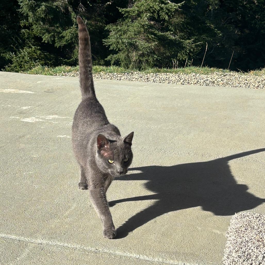 Greyson, Adoptable, Adult Male American Shorthair.