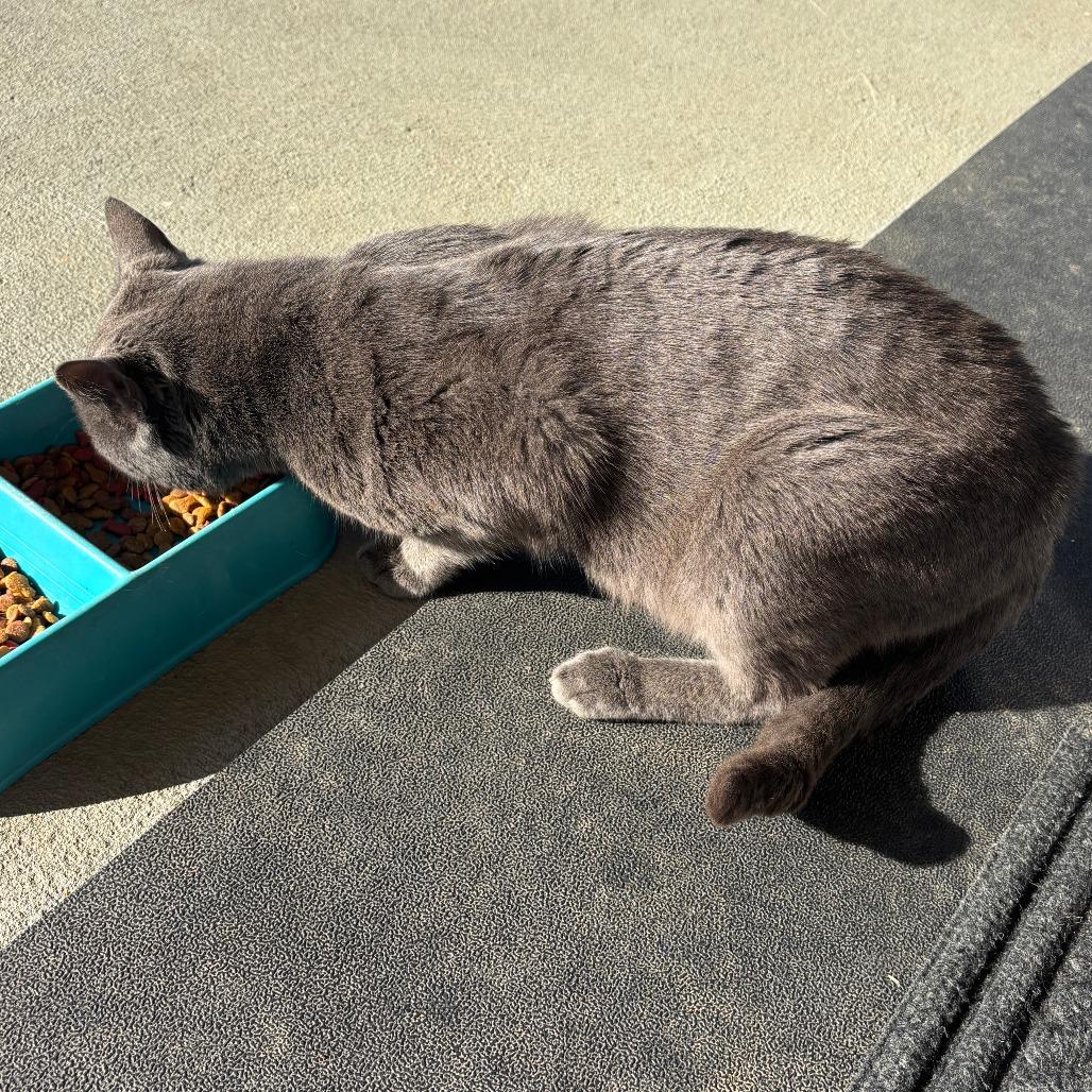 Greyson, a Adoptable American Shorthair in Coos Bay, OR image 2/2