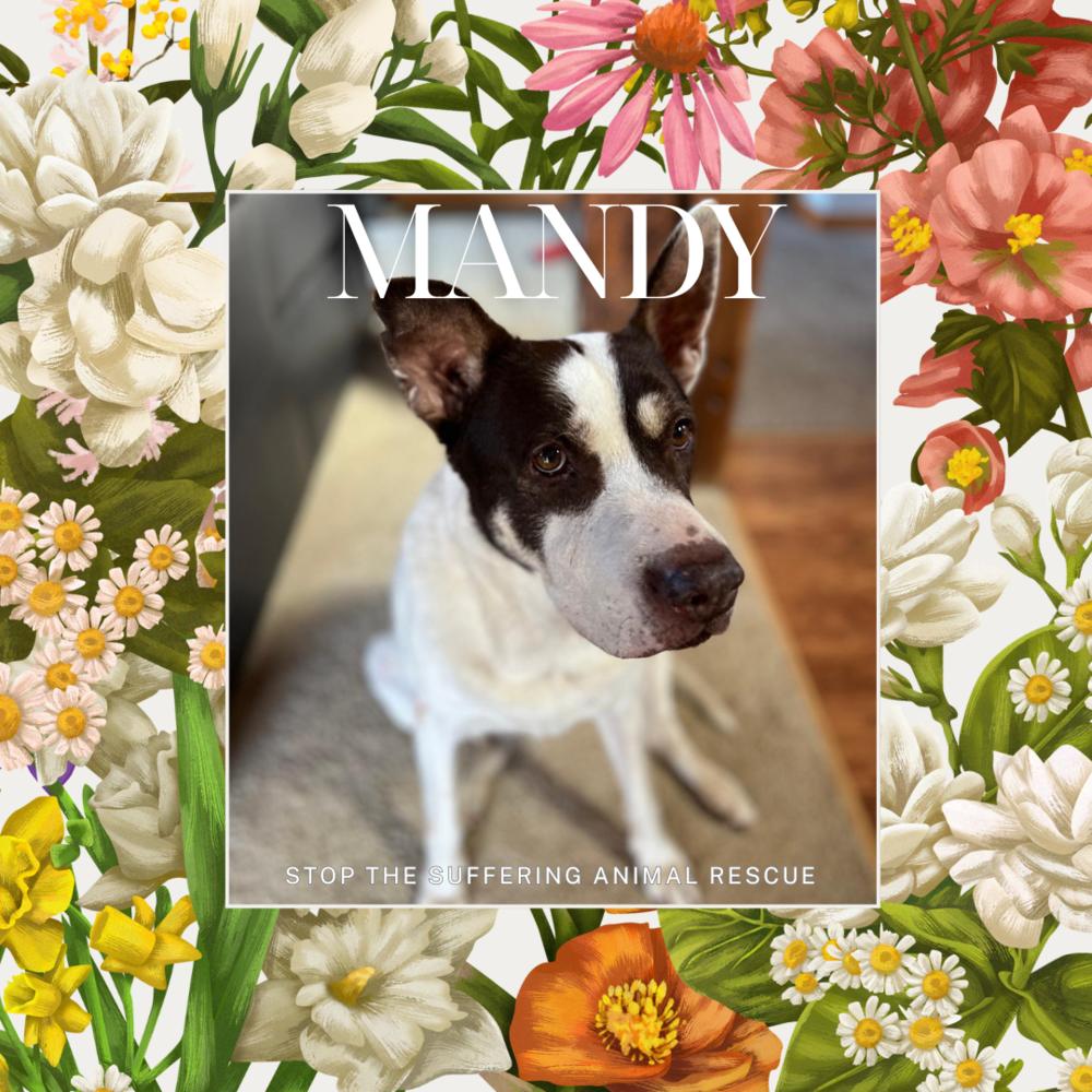 Mandy, Adoptable, Senior Female Great Dane.