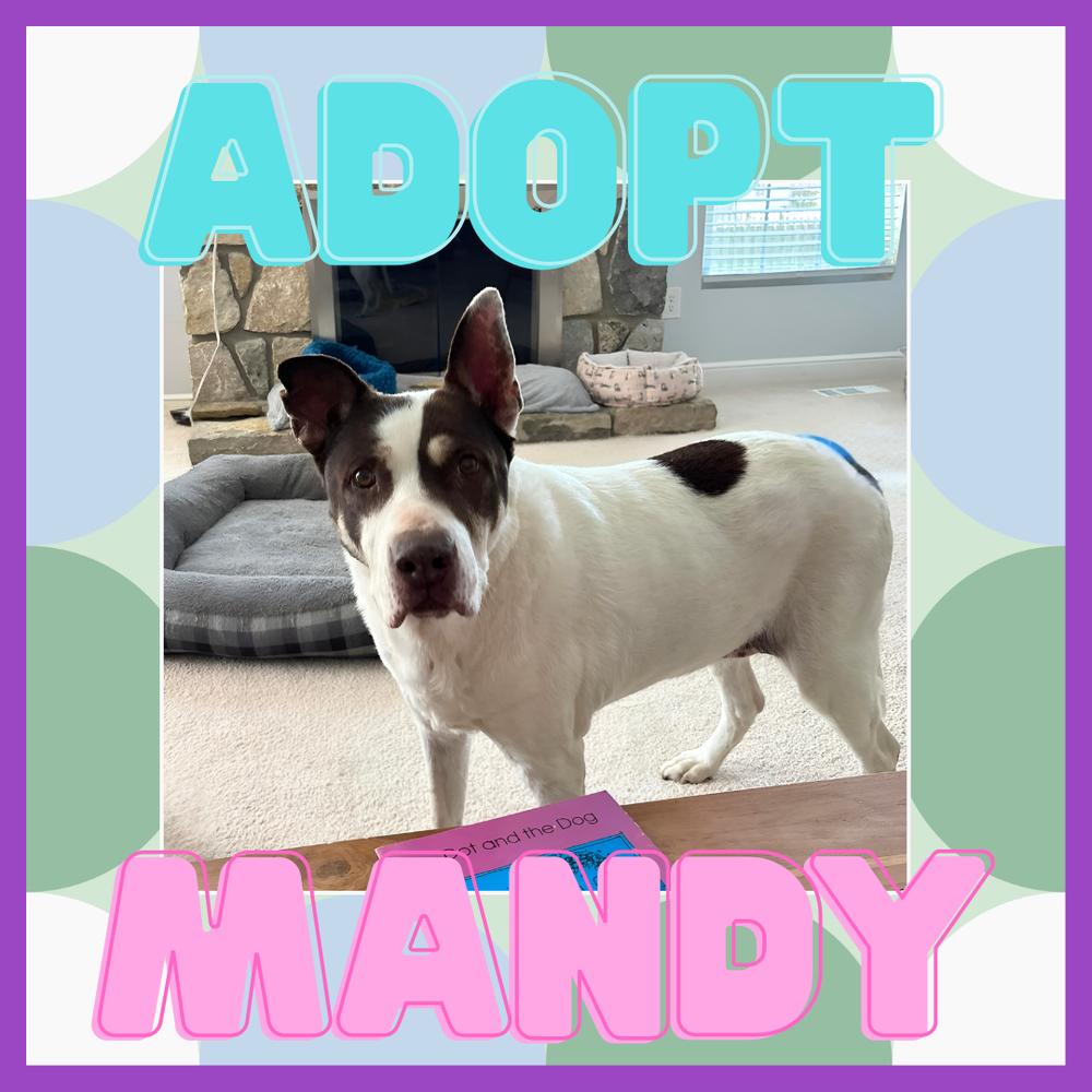 Enlarge Mandy, a Adoptable mixed breed in Columbus, OH image 4/5