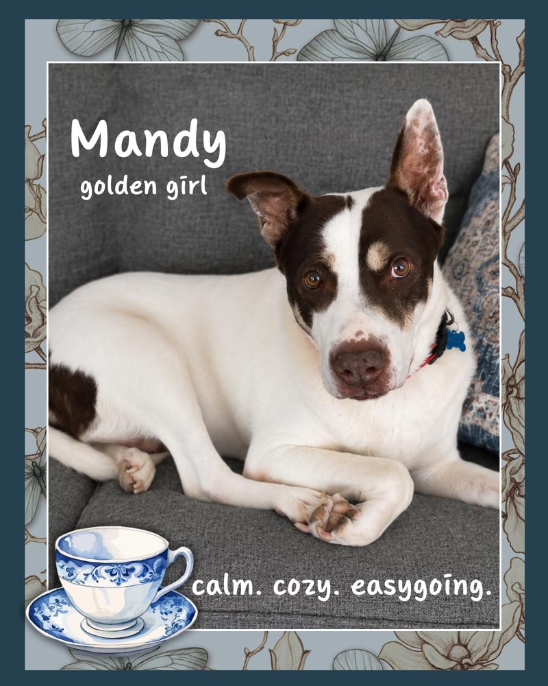 Mandy, a Adoptable mixed breed in Columbus, OH image 5/5