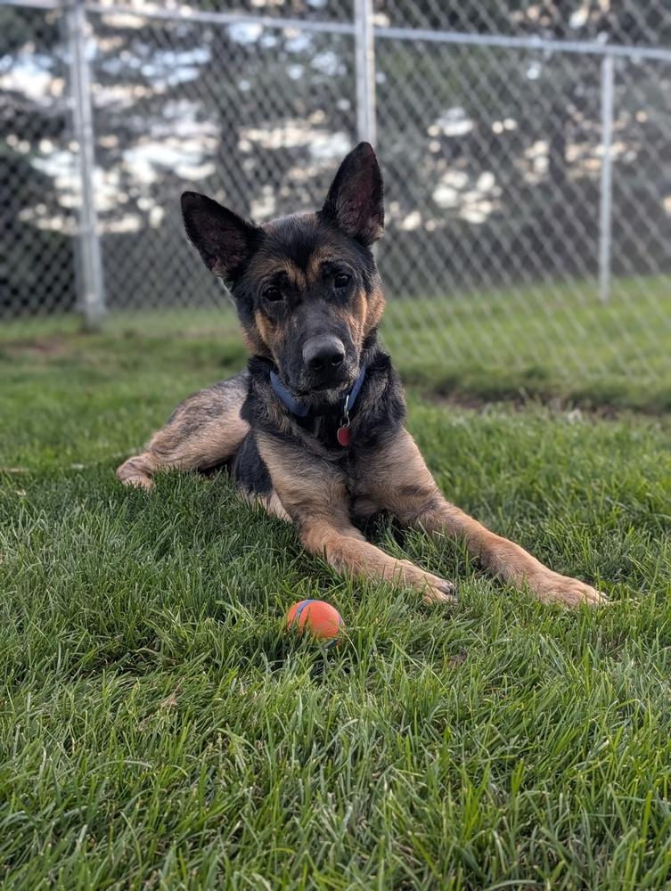 Higgins, Adoptable, Adult Male German Shepherd Dog.