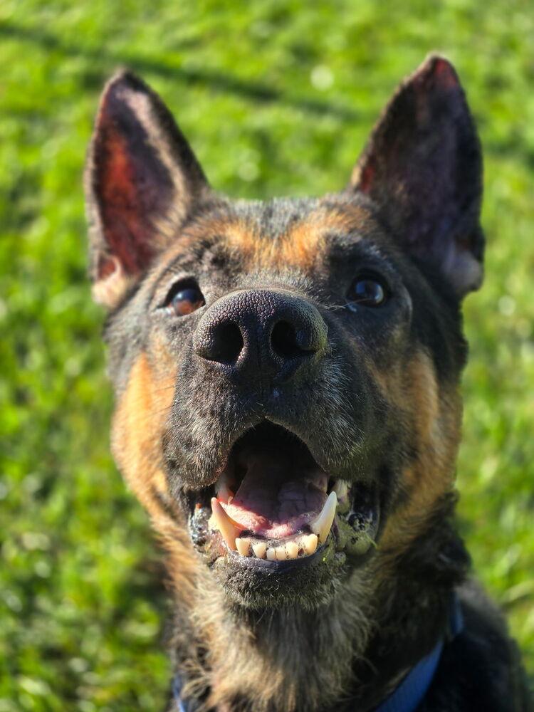 Enlarge Higgins, a Adoptable German Shepherd Dog in Grand Rapids, MI image 2/4