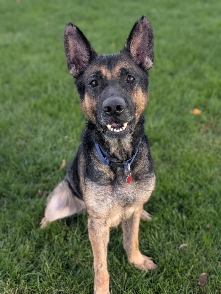Enlarge Higgins, a Adoptable German Shepherd Dog in Grand Rapids, MI image 3/4