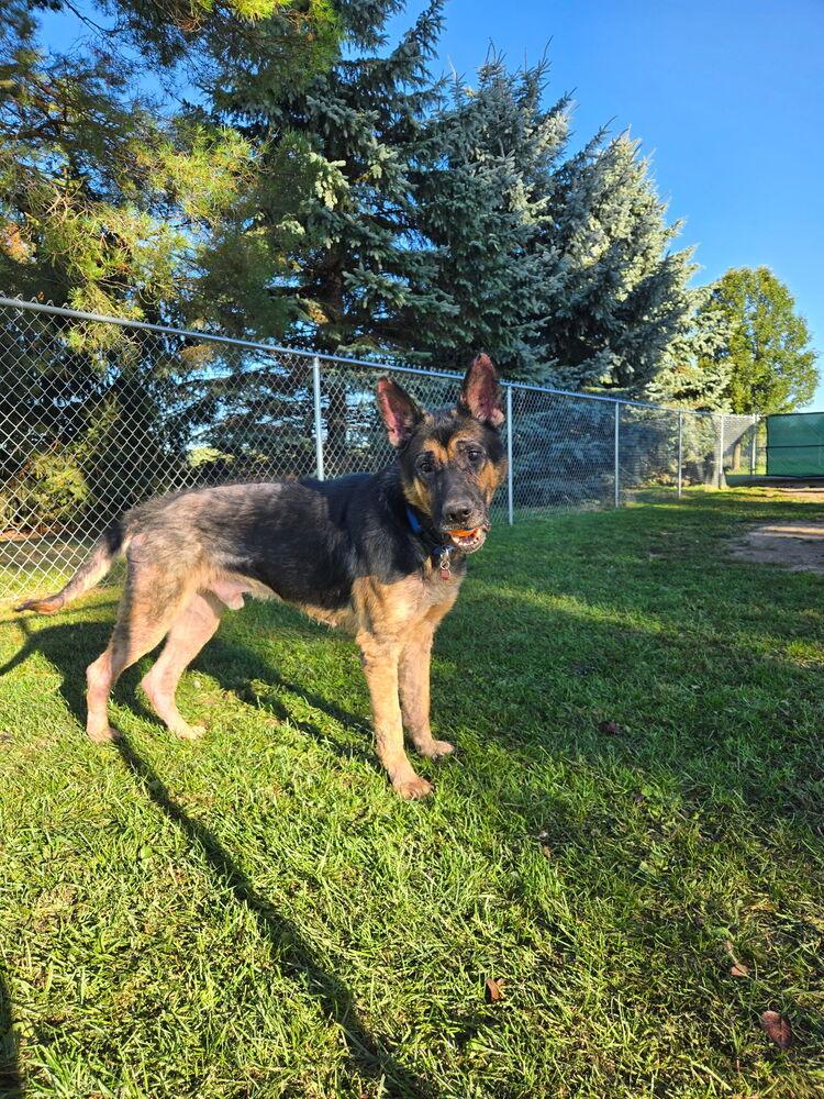 Enlarge Higgins, a Adoptable German Shepherd Dog in Grand Rapids, MI image 4/4