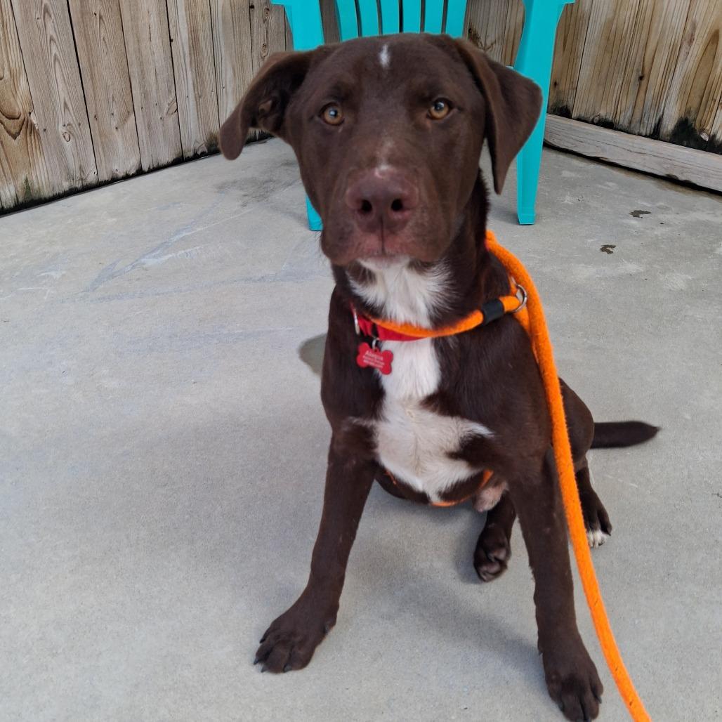 Enlarge Rooter, a Adoptable mixed breed in Freeport, FL image 1/5