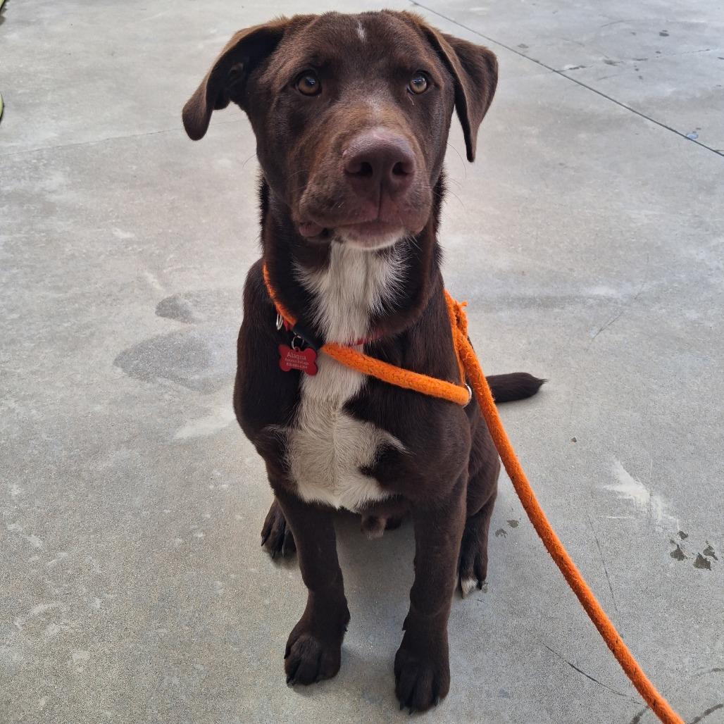Enlarge Rooter, a Adoptable mixed breed in Freeport, FL image 2/5