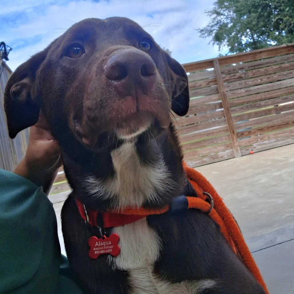 Enlarge Rooter, a Adoptable mixed breed in Freeport, FL image 3/5