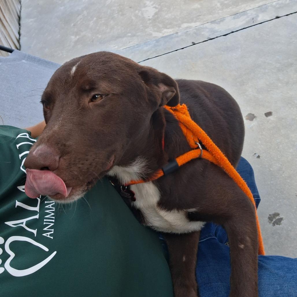 Enlarge Rooter, a Adoptable mixed breed in Freeport, FL image 4/5