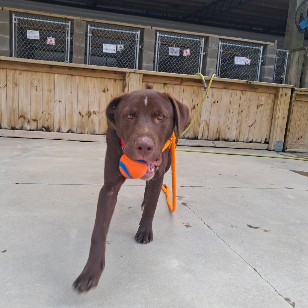 Enlarge Rooter, a Adoptable mixed breed in Freeport, FL image 5/5