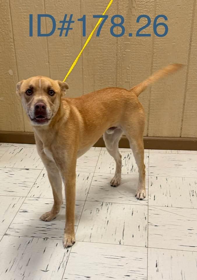 #178.26 "Sonny" (nickname), ADOPTABLE, Young Male Terrier.