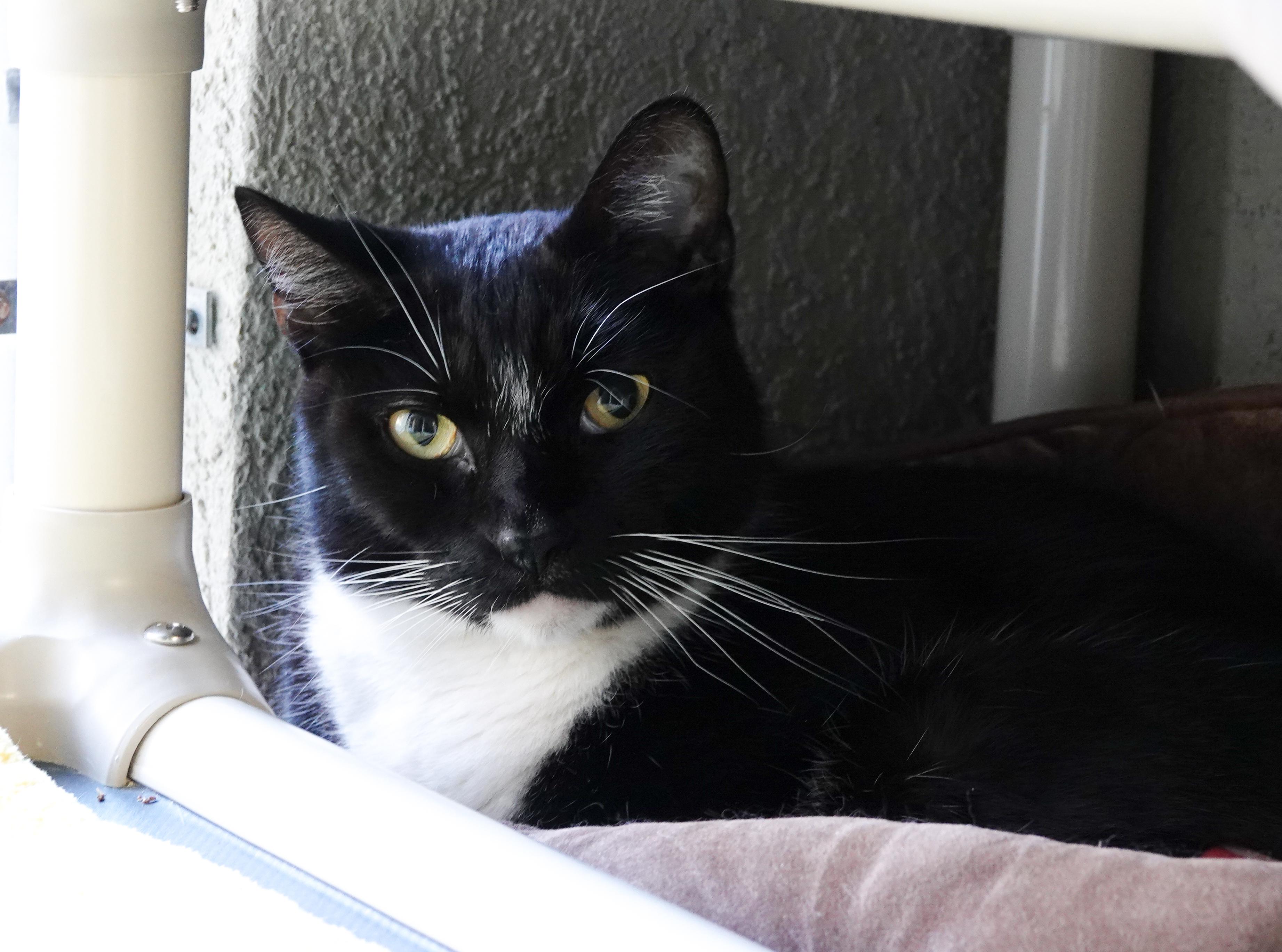 Marco, an adoptable Domestic Short Hair in Boise, ID, 83709 | Photo Image 3
