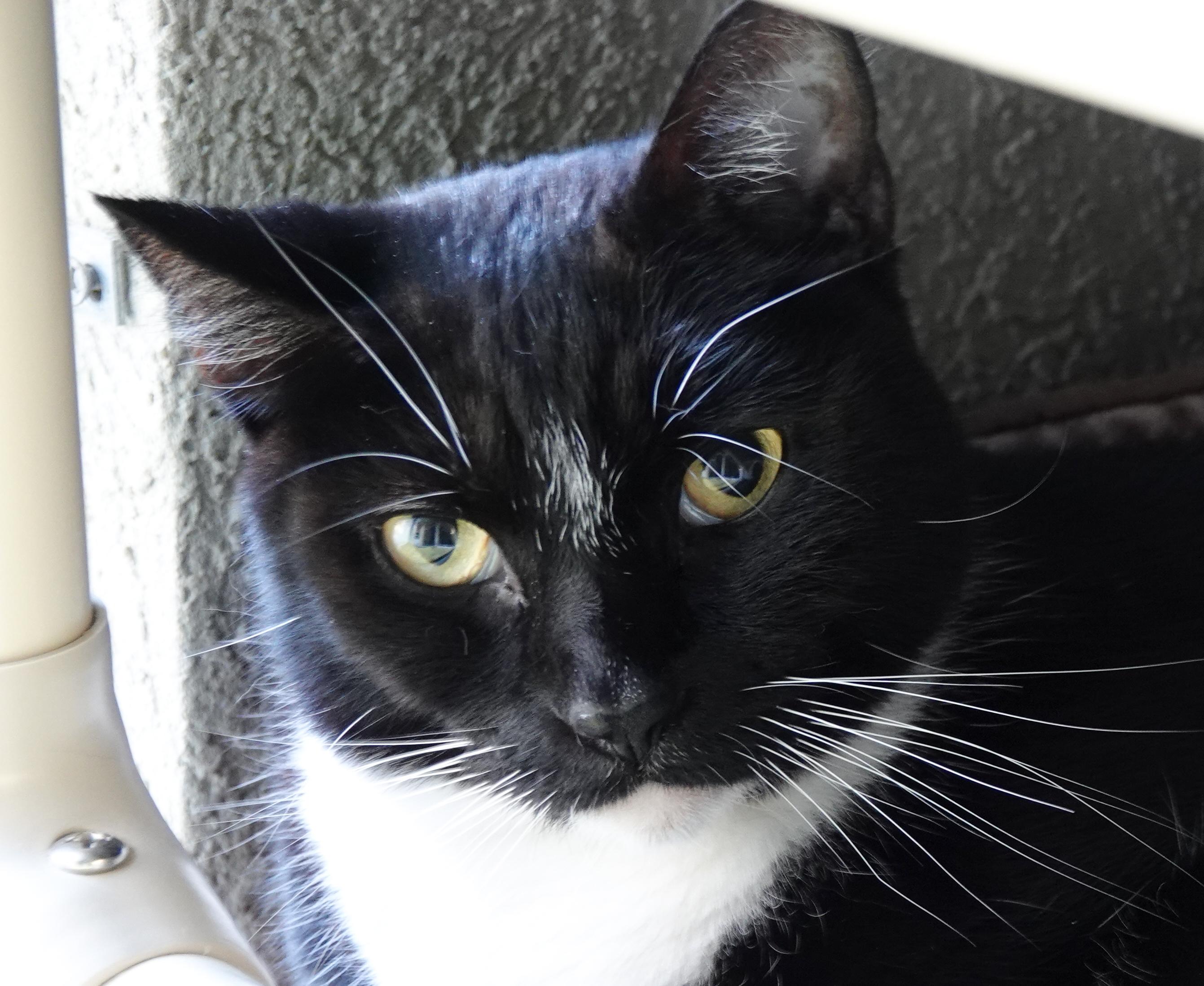 Marco, an adoptable Domestic Short Hair in Boise, ID, 83709 | Photo Image 1