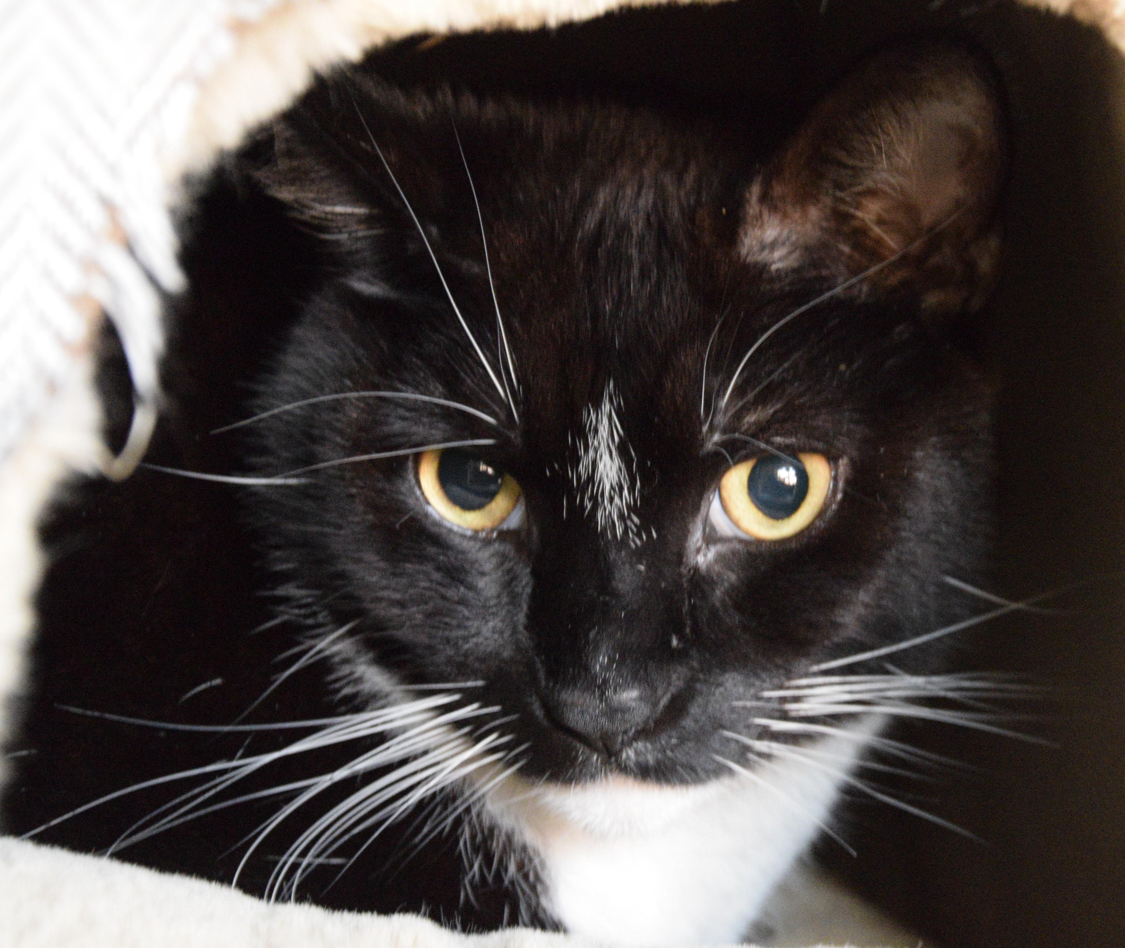Marco, an adoptable Domestic Short Hair in Boise, ID, 83709 | Photo Image 2