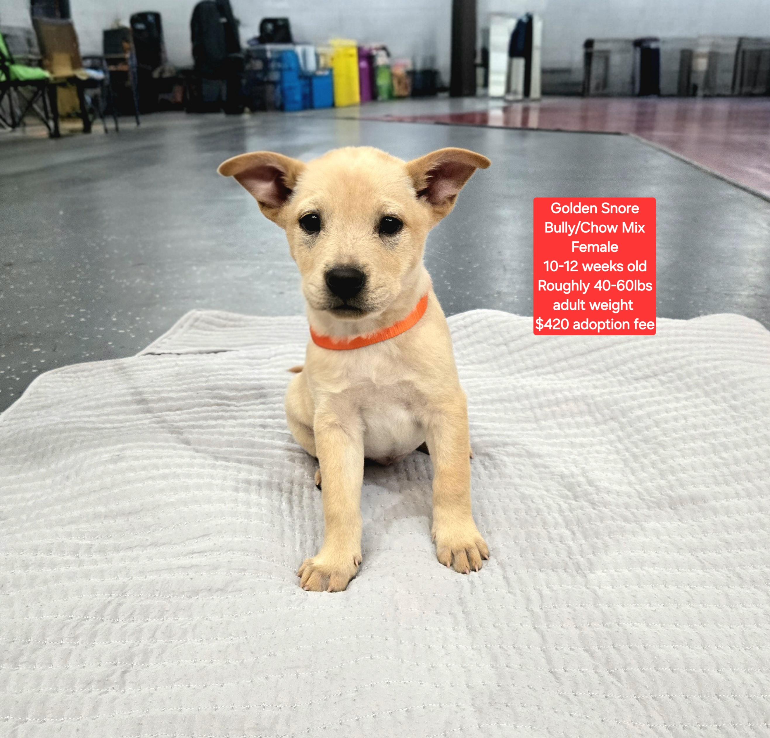 Golden Snore, ADOPTABLE, Puppy Female American Bully & Chow Chow.
