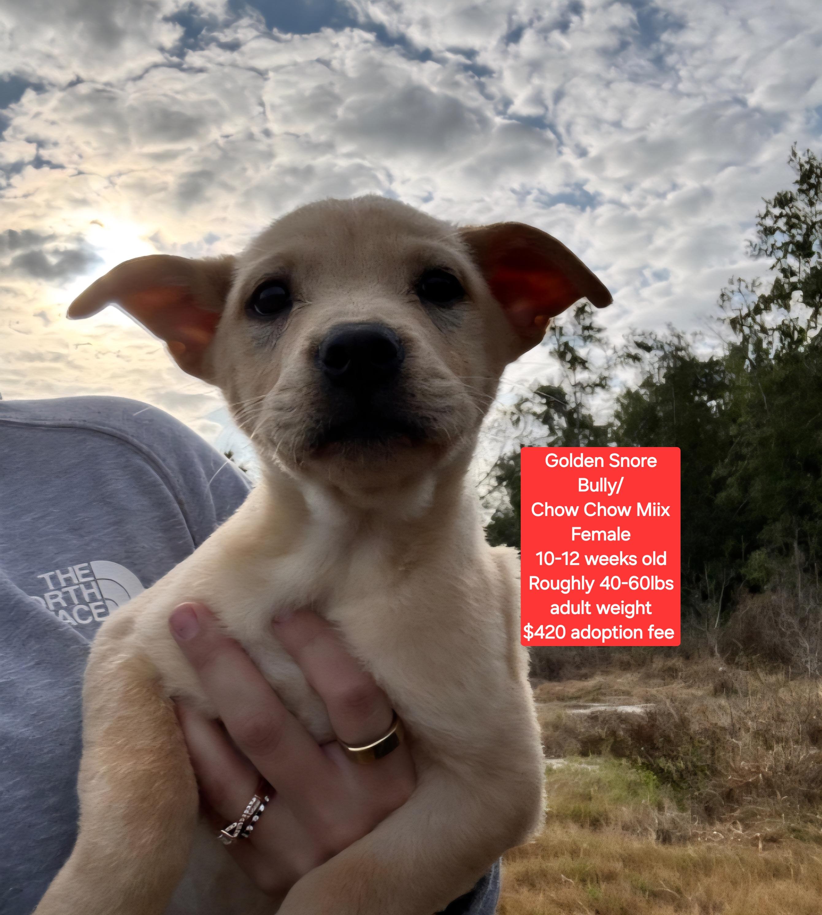 Golden Snore, ADOPTABLE, Puppy Female American Bully & Chow Chow.