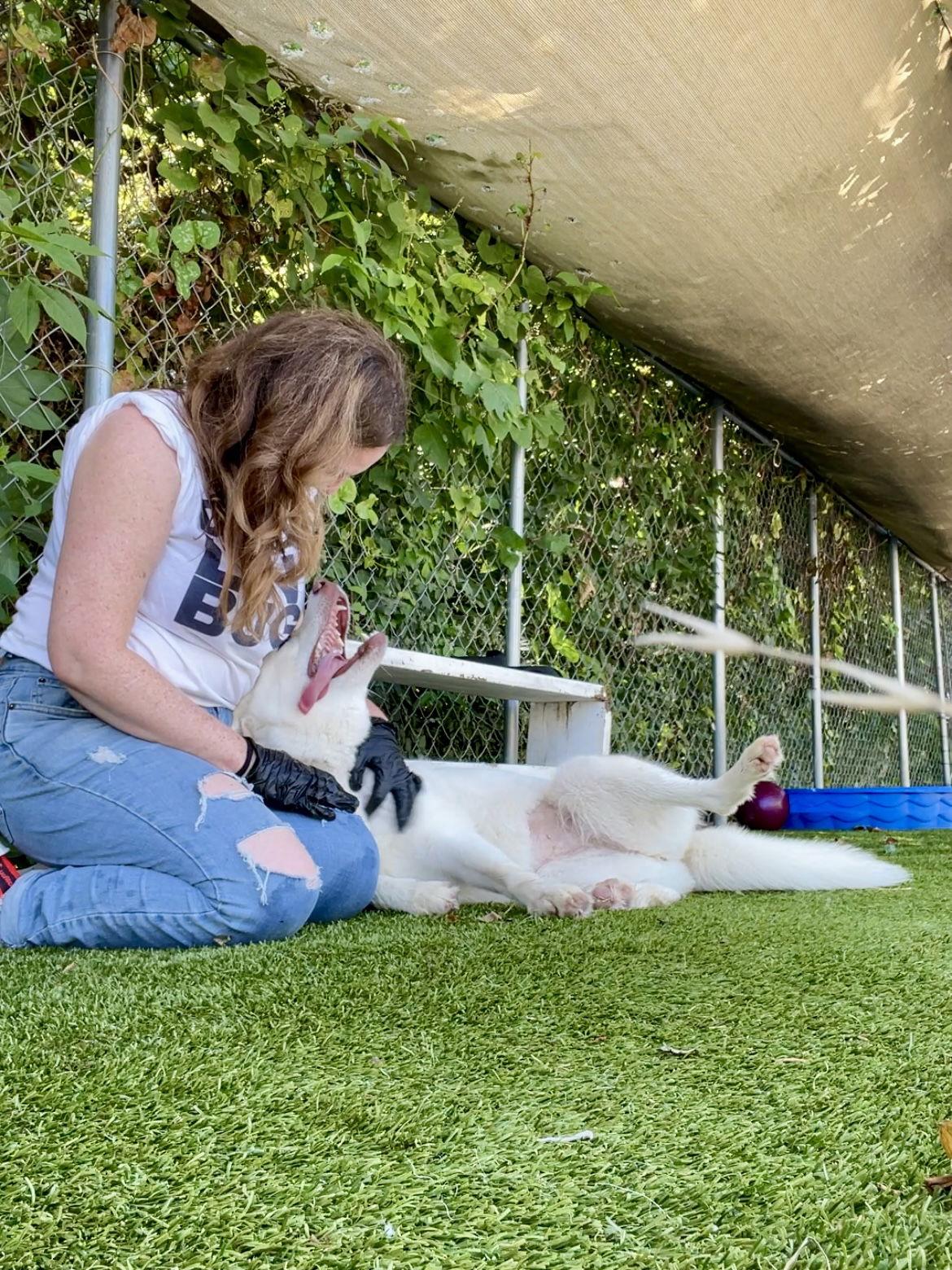 Enlarge KATY, a Adoptable Siberian Husky in Rowlett, TX image 1/3