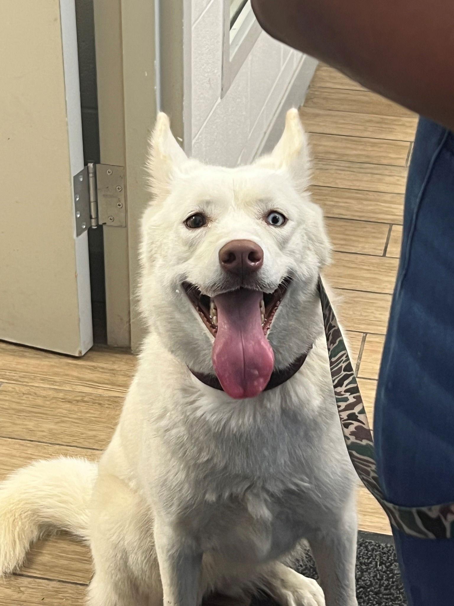 Enlarge KATY, a Adoptable Siberian Husky in Rowlett, TX image 2/3