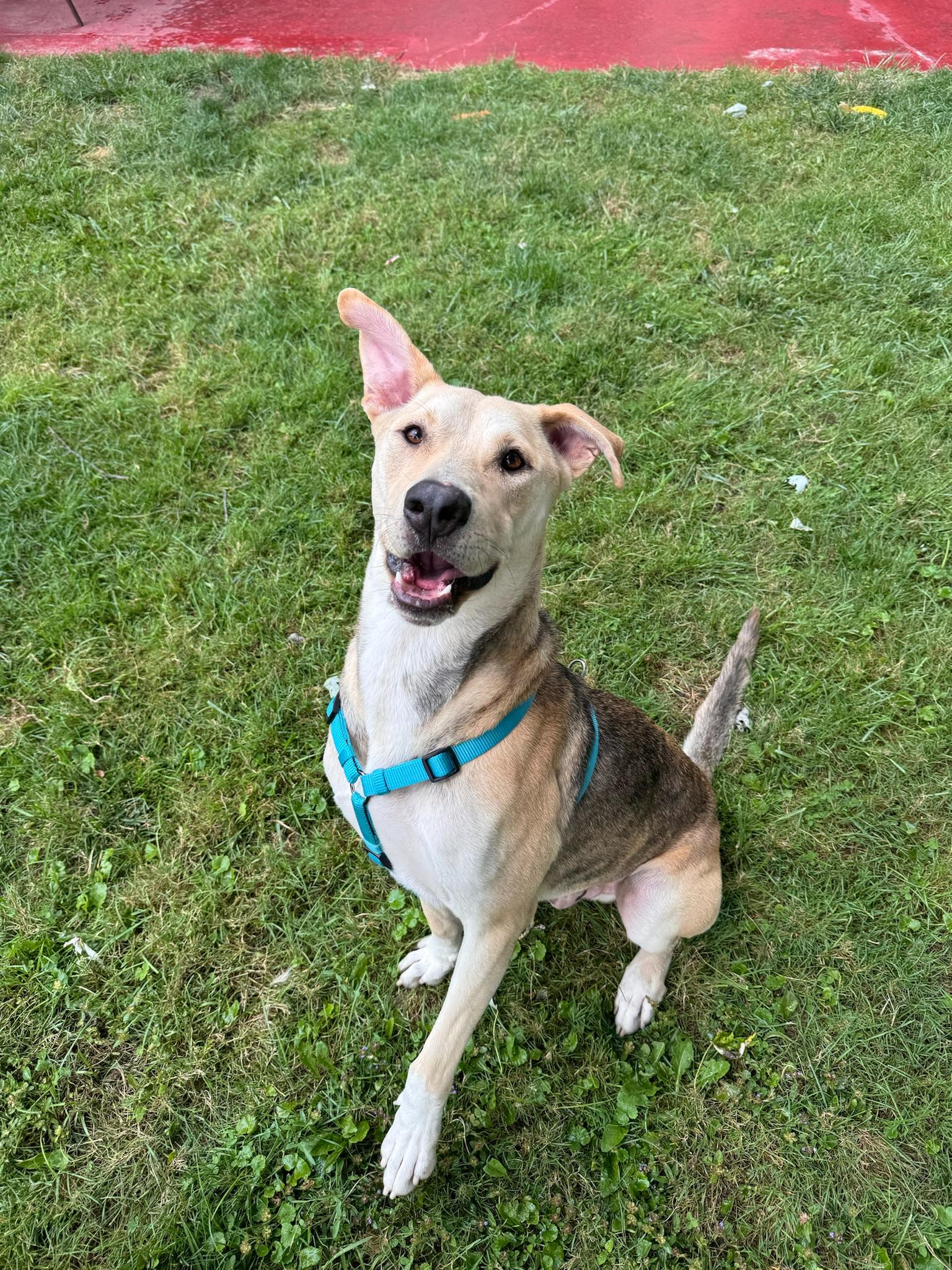 Simba, a Adopted mixed breed in Hilton, NY image 1/6